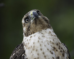 Buteo galapagoensis