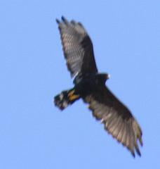 Buteo albonotatus