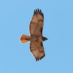 Buteo jamaicensis