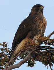Buteo ventralis