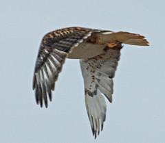 Buteo regalis