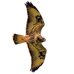 Buteo lagopus