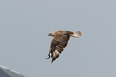 Buteo hemilasius