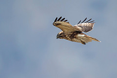 Buteo japonicus