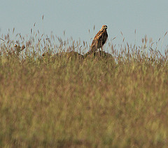 Buteo rufinus