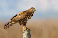 Buteo buteo