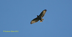 Buteo trizonatus