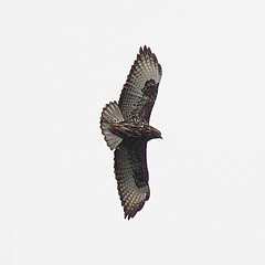 Buteo oreophilus