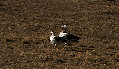 Chloephaga melanoptera