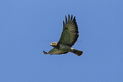 Buteo auguralis