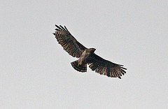 Buteo brachypterus