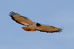 Buteo augur
