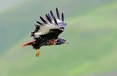 Buteo rufofuscus