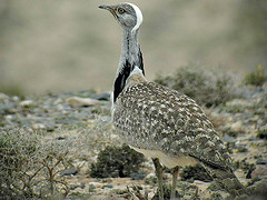 Chlamydotis undulata