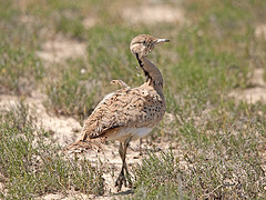 Chlamydotis macqueenii