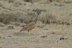 Eupodotis senegalensis