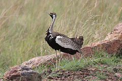 Lissotis melanogaster