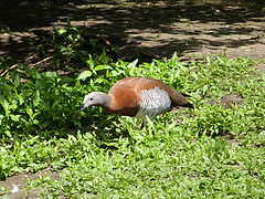 Chloephaga poliocephala