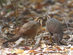 Mesitornis variegatus