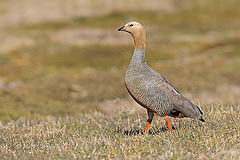 Chloephaga rubidiceps