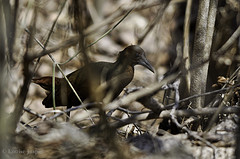 Canirallus kioloides