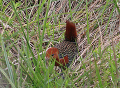 Sarothrura insularis