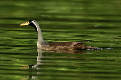 Heliopais personatus