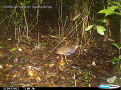 Himantornis haematopus