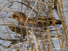 Coturnicops noveboracensis