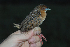 Micropygia schomburgkii