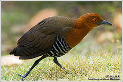 Rallina eurizonoides