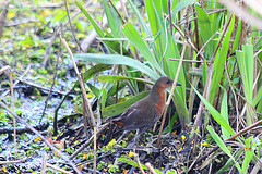 Laterallus melanophaius