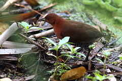 Laterallus albigularis