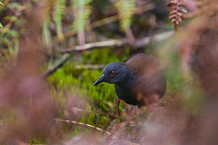 Laterallus spilonota