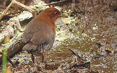 Laterallus leucopyrrhus