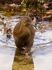 Gallirallus australis