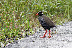 Gallirallus okinawae