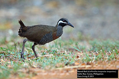 Gallirallus torquatus