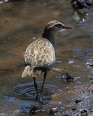 Gallirallus philippensis