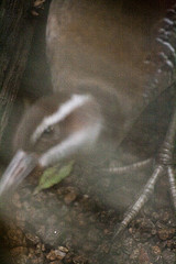 Gallirallus owstoni
