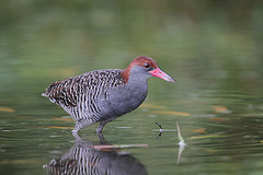 Gallirallus striatus