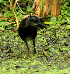 Rallus limicola