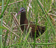 Rallus madagascariensis