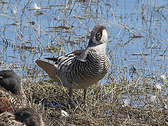 Malacorhynchus membranaceus