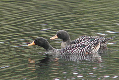 Salvadorina waigiuensis