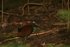 Gymnocrex rosenbergii