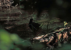 Amaurornis isabellina