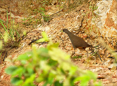 Amaurornis moluccana