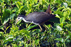 Amaurornis phoenicurus