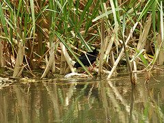 Amaurornis flavirostra